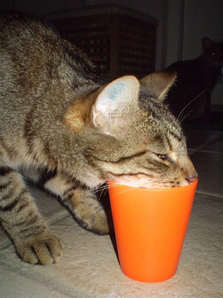 Huskat Torkil - altså torkil . xD billede 20