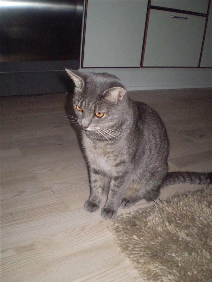 Huskat Carla - fine carla . (: billede 11