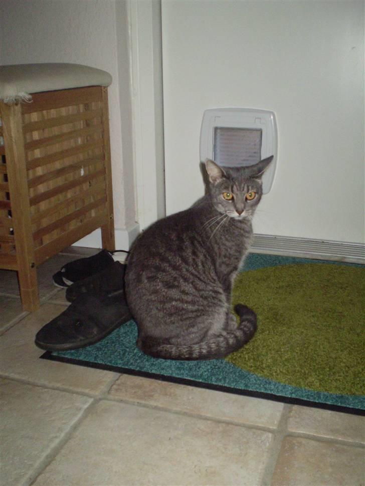 Huskat Carla - badarla . (: billede 12