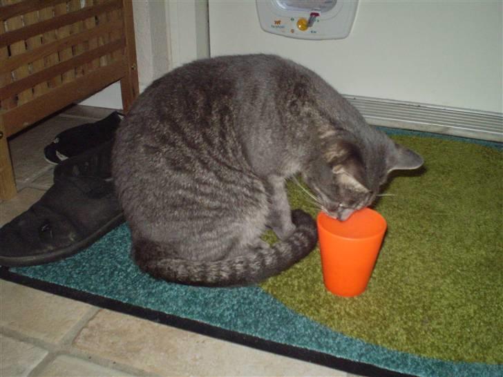 Huskat Carla - mm . maad ! billede 13