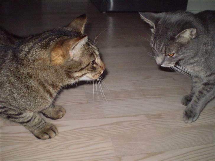 Huskat Carla - hvor de søde . x) billede 14