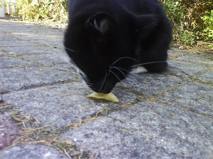 Norsk Skovkat Mini-Mis og Mis-Baby - Mis-Baby er i fuld gang med at spise chips..... billede 16