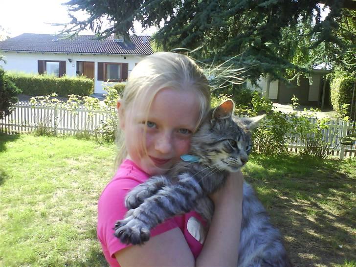 Norsk Skovkat Mini-Mis og Mis-Baby - Mig og Mini-Mis billede 17