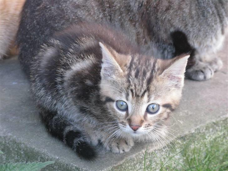 Huskat Luske-Peter **BORTGIVET** - Velkommen til Luske-Peters profil :D billede 1