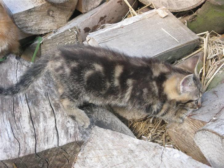 Huskat Luske-Peter **BORTGIVET** billede 4