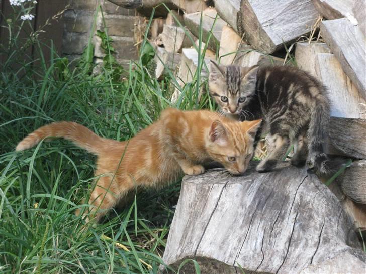 Huskat Luske-Peter **BORTGIVET** billede 5