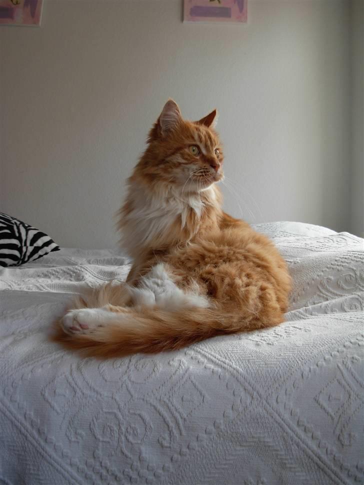 Maine Coon Garfield - aug.08 billede 19