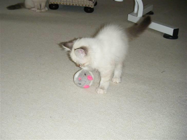 Hellig Birma Rosenlyst Rose (Trine) billede 5