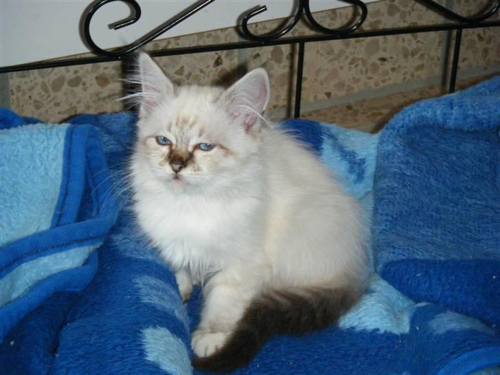 Hellig Birma Rosenlyst Rose (Trine) billede 6