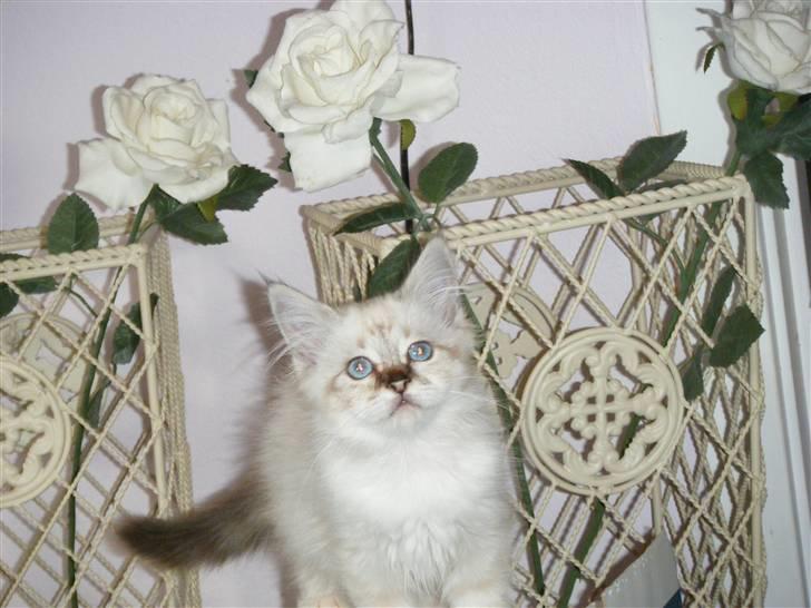 Hellig Birma Rosenlyst Rose (Trine) billede 7