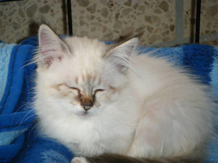 Hellig Birma Rosenlyst Rose (Trine) billede 8