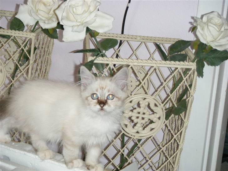 Hellig Birma Rosenlyst Rose (Trine) billede 9