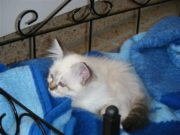 Hellig Birma Rosenlyst Rose (Trine) billede 10