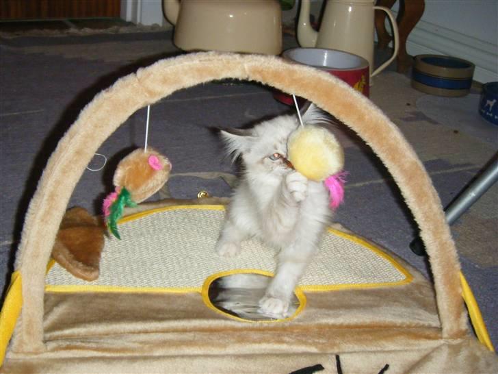 Hellig Birma Rosenlyst Rose (Trine) billede 11