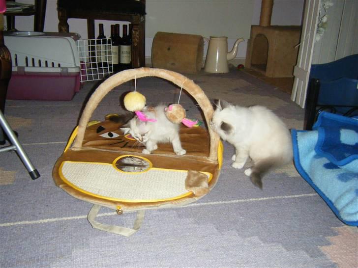 Hellig Birma Rosenlyst Rose (Trine) billede 12