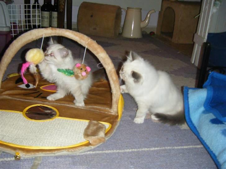 Hellig Birma Rosenlyst Rose (Trine) - Se Karla, det er rigtigt sjov  :) billede 13