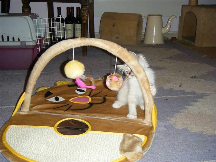 Hellig Birma Rosenlyst Rose (Trine) billede 14