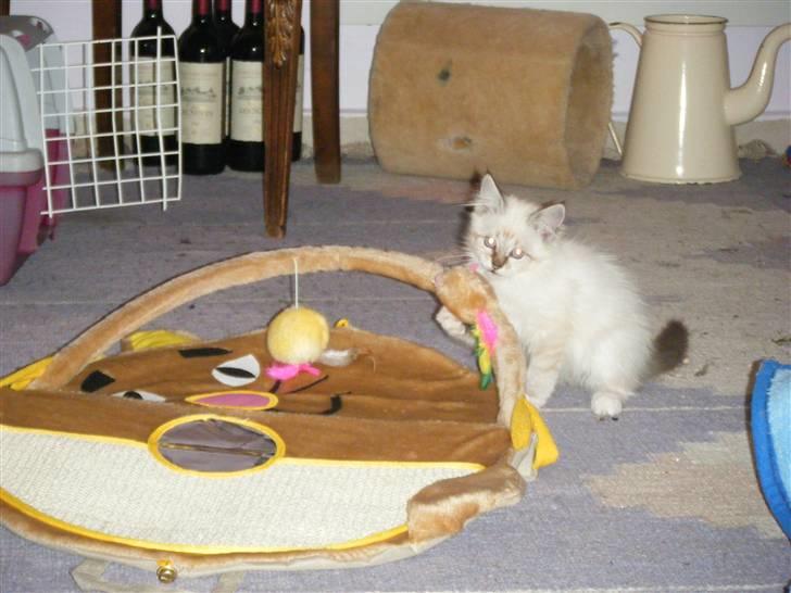 Hellig Birma Rosenlyst Rose (Trine) billede 15