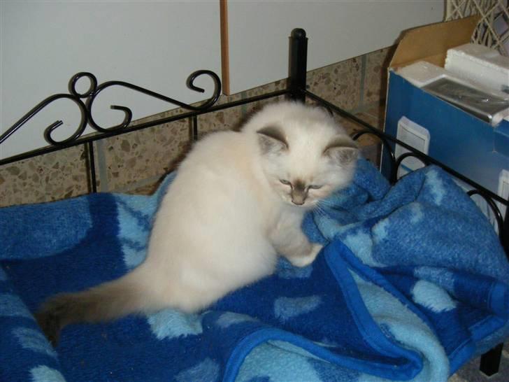 Hellig Birma Sinklair`s Gigi (Karla) billede 7