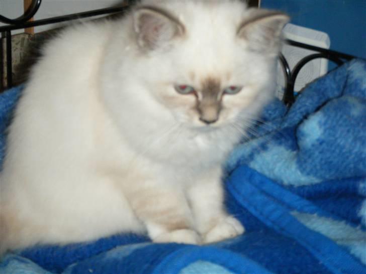 Hellig Birma Sinklair`s Gigi (Karla) billede 8