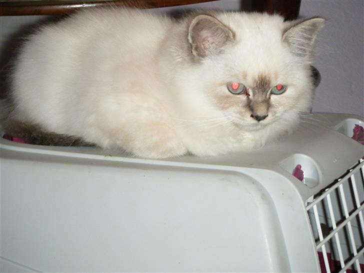 Hellig Birma Sinklair`s Gigi (Karla) billede 9