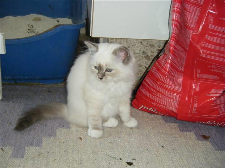 Hellig Birma Sinklair`s Gigi (Karla) billede 10