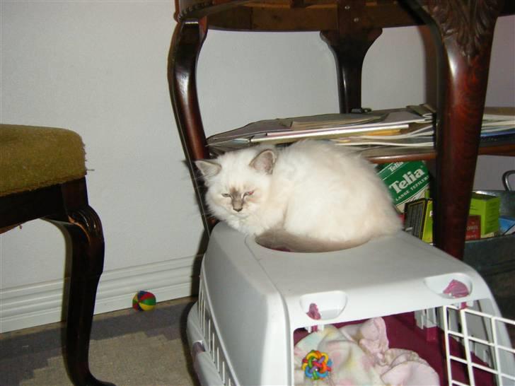 Hellig Birma Sinklair`s Gigi (Karla) billede 11