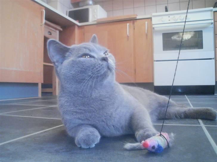 British Shorthair DK Petrines Hubert billede 1