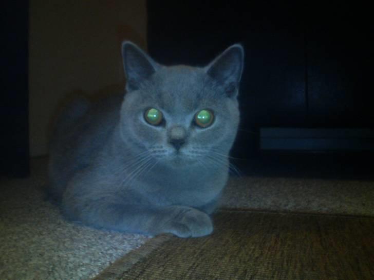 British Shorthair DK Petrines Hubert billede 2