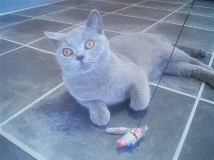British Shorthair DK Petrines Hubert billede 3