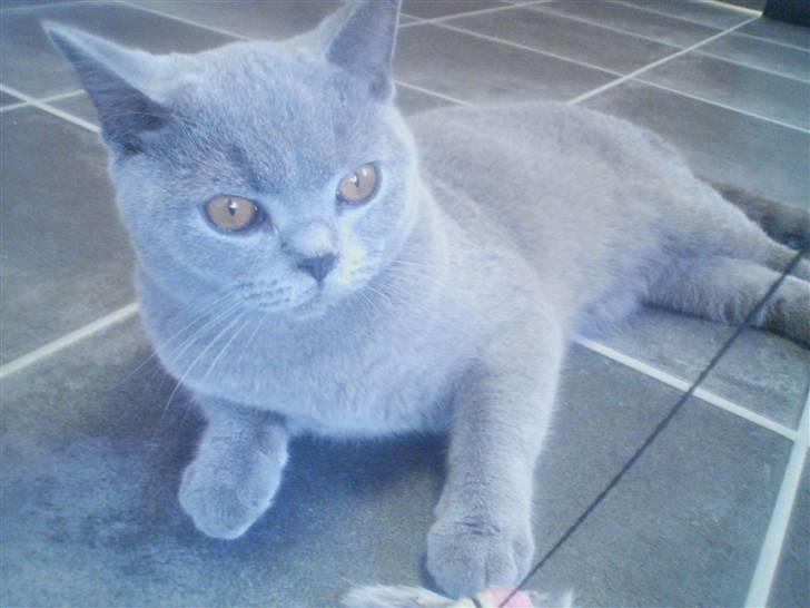 British Shorthair DK Petrines Hubert billede 4