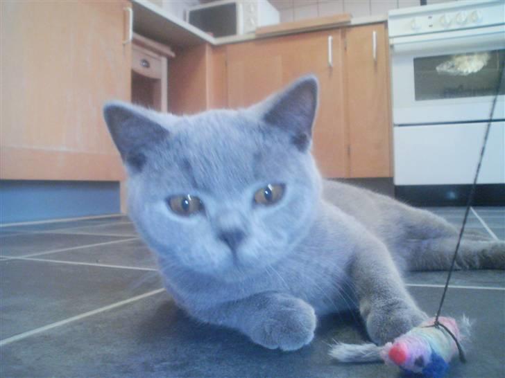 British Shorthair DK Petrines Hubert billede 5
