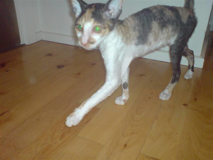 Cornish Rex Aida  billede 2