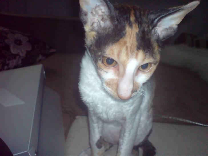 Cornish Rex Aida  billede 4