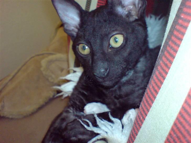 Cornish Rex Loui billede 1