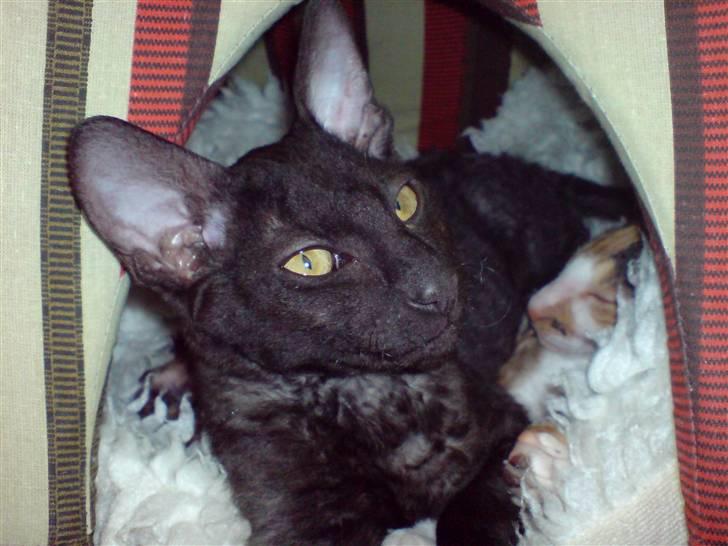 Cornish Rex Loui billede 2