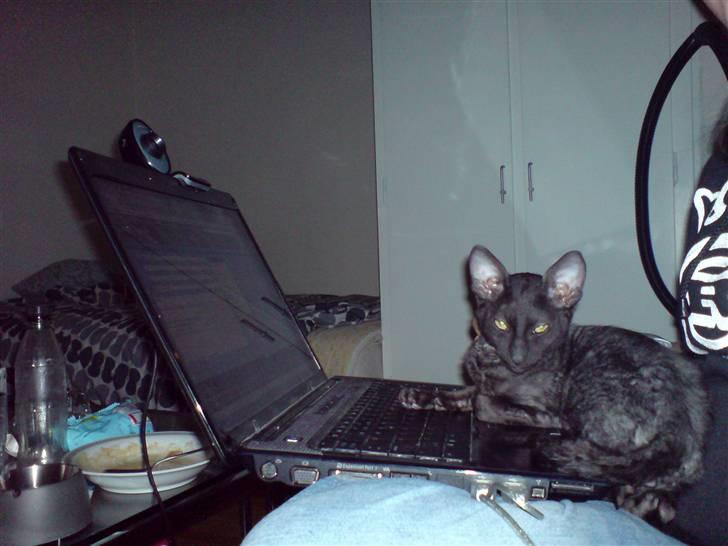 Cornish Rex Loui billede 3