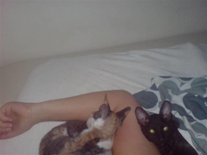 Cornish Rex Loui billede 4