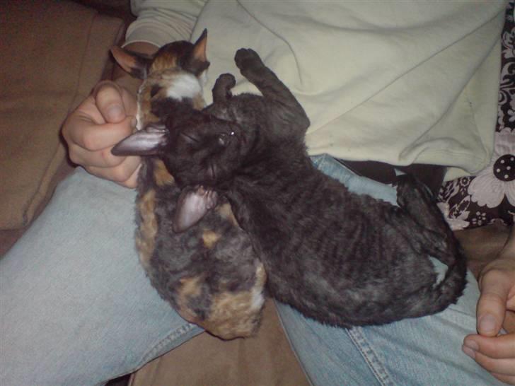 Cornish Rex Loui billede 5