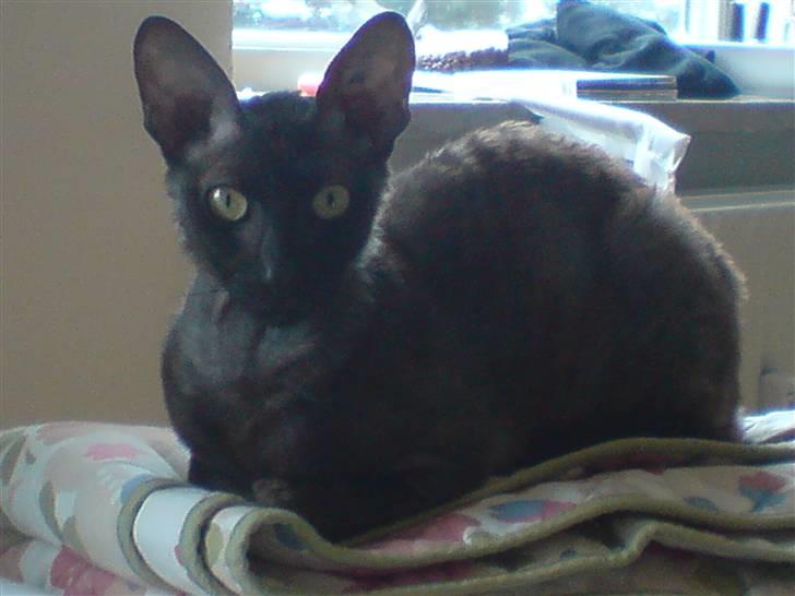 Cornish Rex Loui billede 6