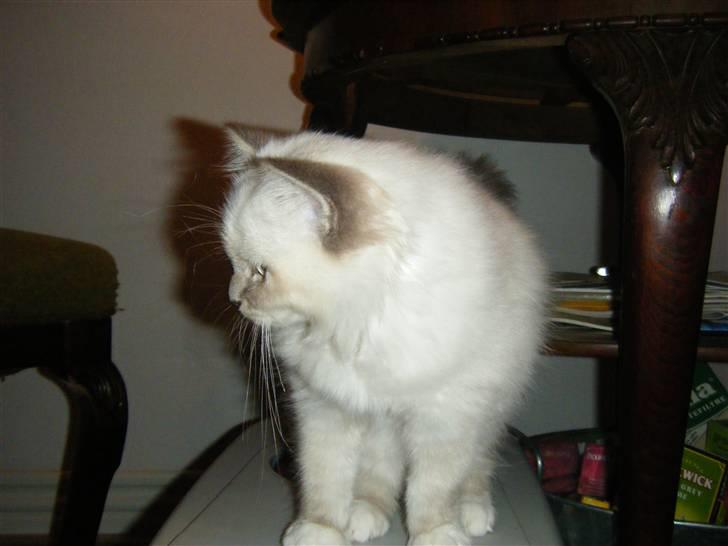 Hellig Birma Sinklair`s Gigi (Karla) billede 12