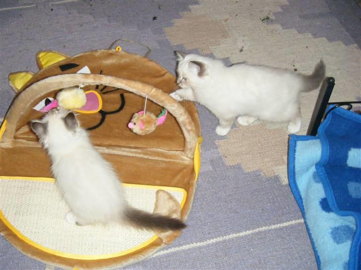 Hellig Birma Sinklair`s Gigi (Karla) - Er den sjov !! billede 13