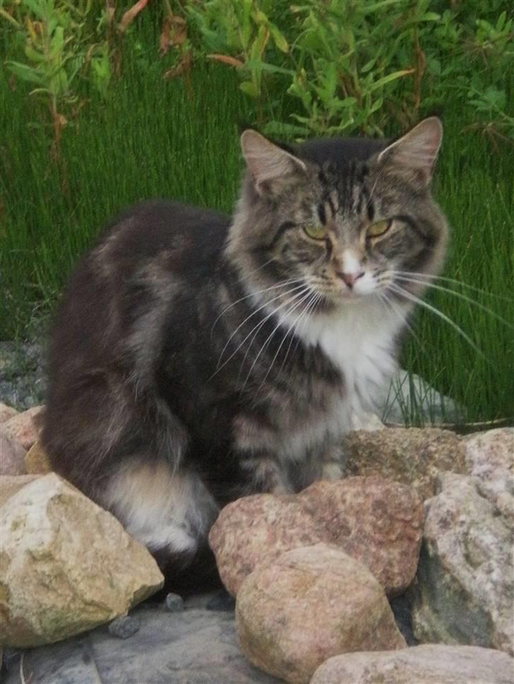 Maine Coon nicko billede 1