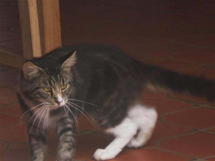 Maine Coon nicko billede 2