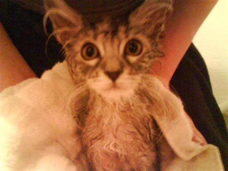 Maine Coon DK Proud Danish Ernesto billede 13