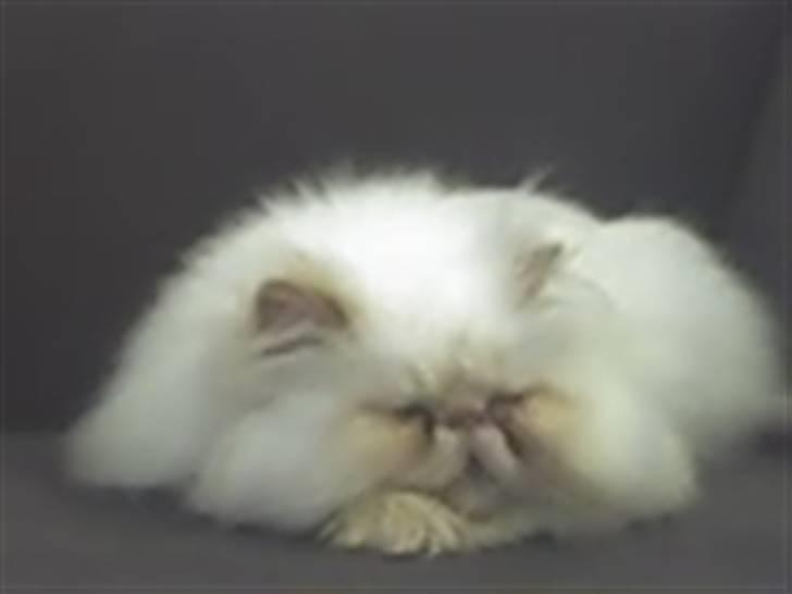 Colorpoint Tulle billede 1