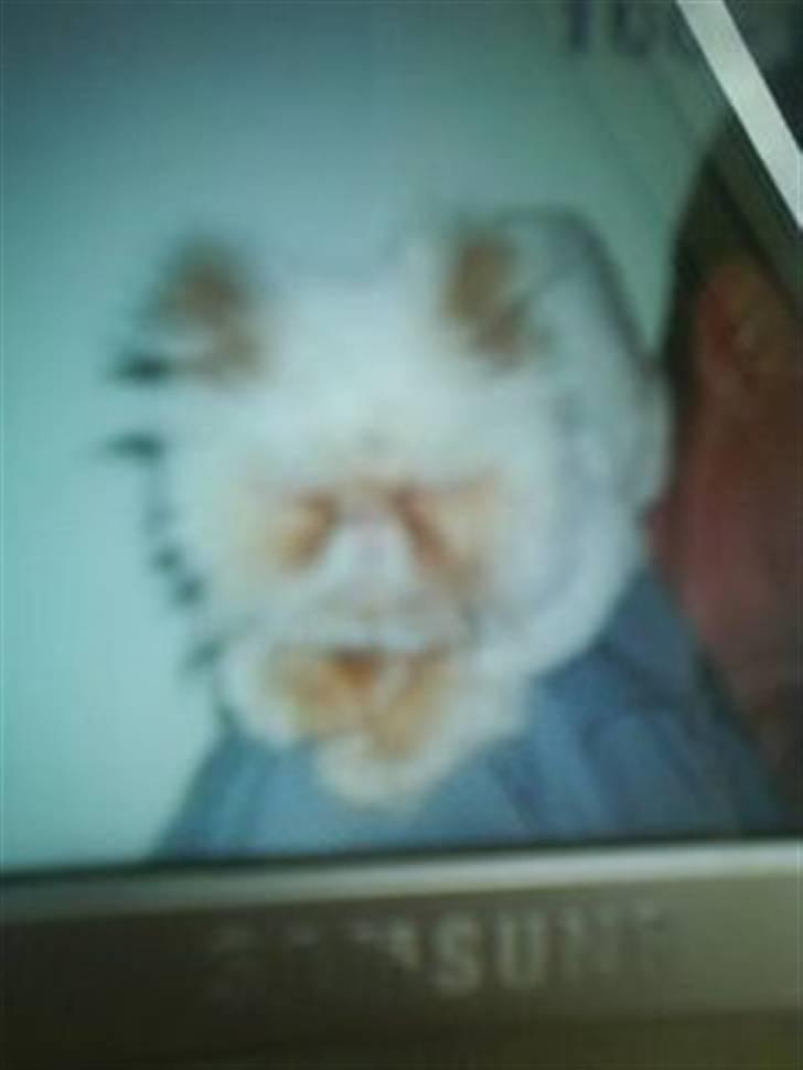 Colorpoint Tulle billede 2