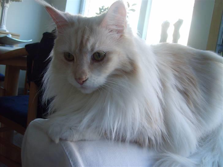 Maine Coon Nala " Prinsessen " billede 1