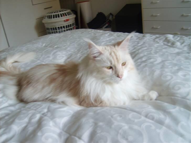 Maine Coon Nala " Prinsessen " - Nala elsker at sidde i håndvasken.... griner billede 2