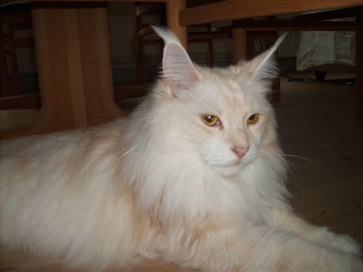 Maine Coon Nala " Prinsessen " - En lille lur i sengen er altid dejligt billede 3